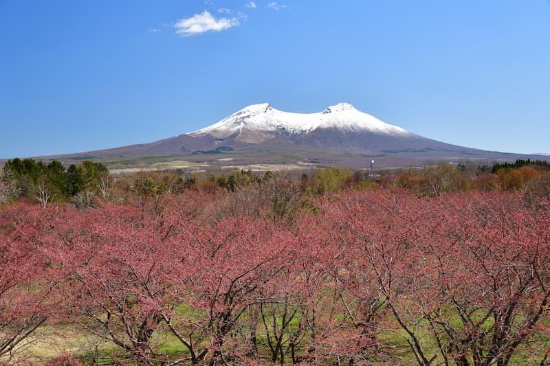 🌸 오니우시 공원 이미지 8